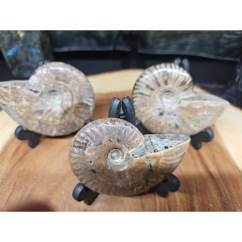 1 Each Ammonite Fossil Polished From Madagascar 145-175 Grams W/stand